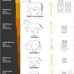 evolution of horse, horse leg foot, evolution is not chance - HeadStuff.org