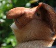 Proboscis Monkey - HeadStuff.org