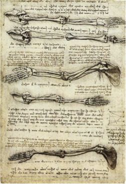 Anatomy of arm