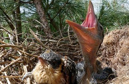 Cuckoo and carrion in nest - HeadStuff.org