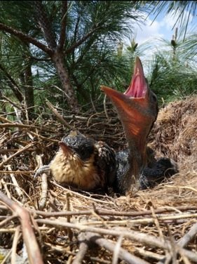 Cuckoo and Carrion chicks in a nest - HeadStuff.org