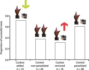 Graph about how cuckoos help the nest the inhabit - HeadStuff.org