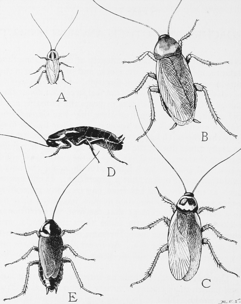 Illustration of a few common house cockroaches - HeadStuff.org