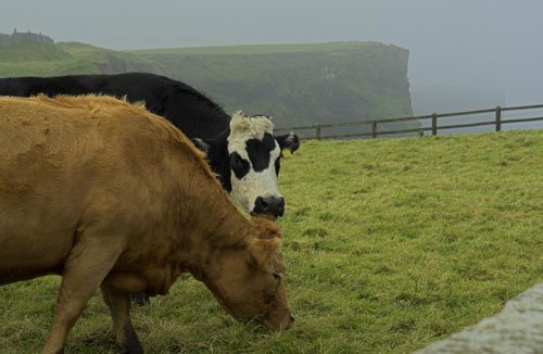Cows, cows in ireland, Irish town, rural ireland, Don't be silly, vote for willie, irish local election, rural ireland politician, local people, local politics, willie dunne, willie callaghan, willie crowley, ireland, farm - HeadStuff.org