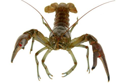 Crayfish, anxious, stress test, science, anxiety, pascal fossat, ciaran murphy-royal, neuro - HeadStuff.org