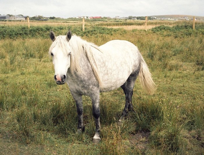 pony, horse, white horse, white pony, posing for photograph, west of ireland, country, rural ireland, irish pony, pony looking at camera, Things Were Better Then, Ruth Connolly, Photography, photographer, artist - HeadStuff.org