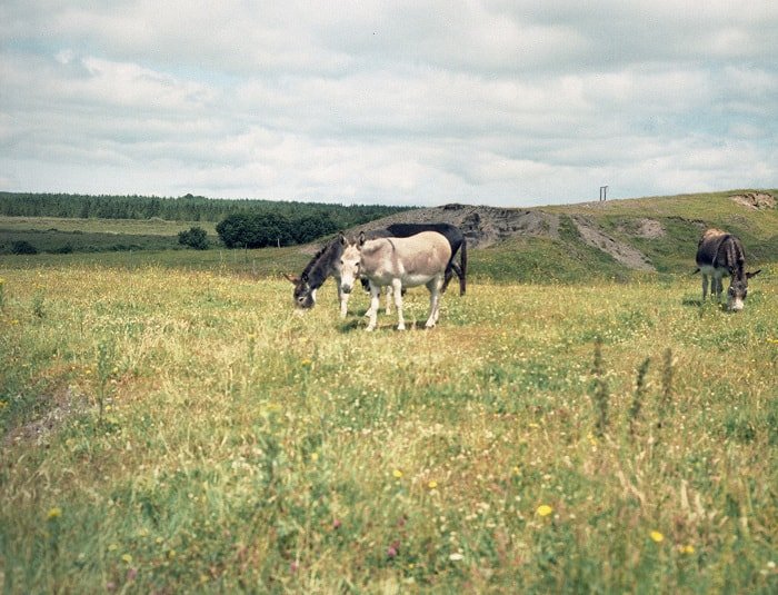 Horses, Donkeys, Irish donkeys in a field, irish landscape and animals, Things Were Better Then, Ruth Connolly, Photography, photographer, artist - HeadStuff.org