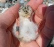 Little Tern - HeadStuff.org