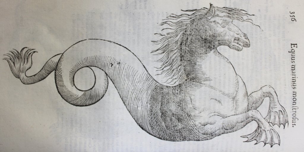Seahorse monster, Monsters, Science, Renaissance science, Phd, Monstrorum Historia, Ulysses Aldrovandi, black and white monsters, monster drawings, depictions of monsters - HeadStuff.org 