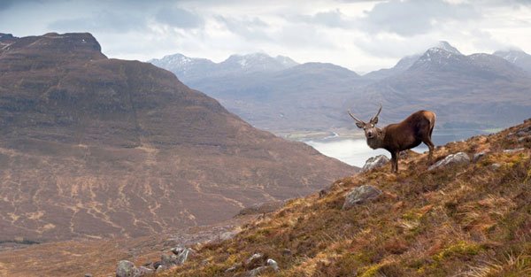 Scotland, Scottish highlands, beautiful scenery, deer, elk, scot, union, separatist, united kingdom, independence, scot countryside, stunning, gorgeous - HeadStuff.org