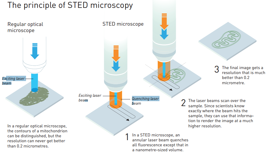 STED microscopy
