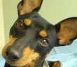 why do dogs hear better then humans, than us, cute dog with pointy ears and good hearing - HeadStuff.org