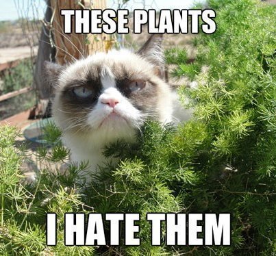 Cat, cat meme, cat in garden, grumpy cat, plants-headstuff.org