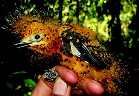 Bird that imitates a toxic caterpillar to avoid becoming dinner - HeadStuff.org