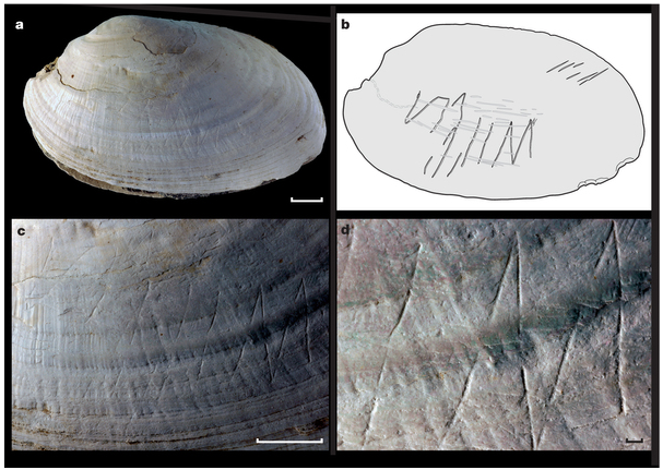 Figure from the nature paper by Joordens et al 2014 showing the earliest known carvings in a shell found in indonesia - HeadStuff.org