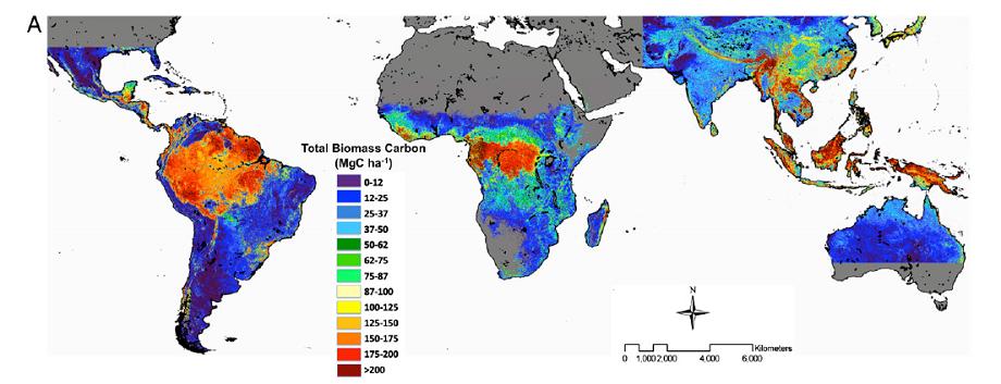 Map of total carbon biomass of the planet. Earth Observation 1: Forestry -Headstuff.org