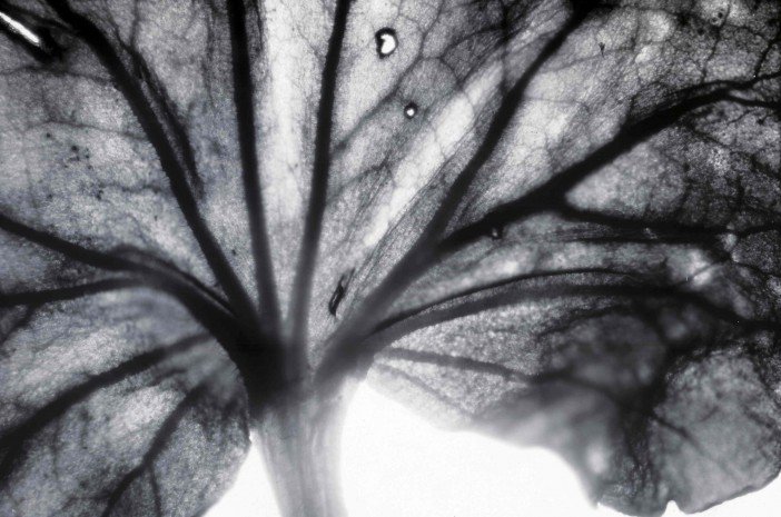 Alice Cazenave-leaf enlarge-Image courtesy of the Artist-Headstuff..og