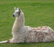 Llama sitting on grass