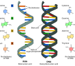 Difference in DNA and RNA structures from wikimedia