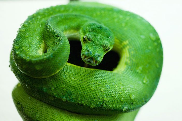 New arrival to the Dublin zoo - a nice green python - Headstuff.org