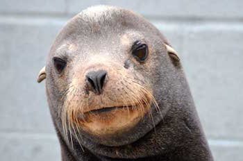 Duzzy the Sea Lion at the Marine Mammal Center in California
