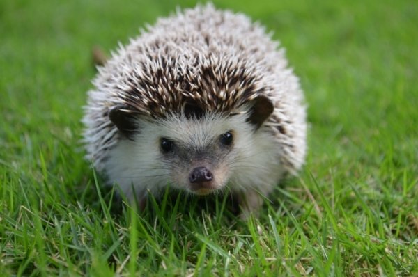 A Brave Hedgehog - HeadStuff.org