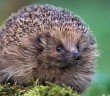 A Hedgehog - HeadStuff.org