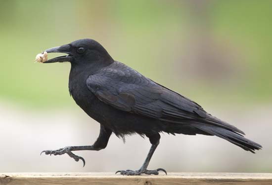 A crow holding a nut in its mouth - HeadStuff.org