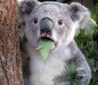 Koala eating eucalyptus leaves