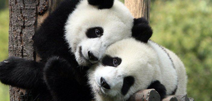 Pandas - HeadStuff.org