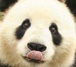 Panda - HeadStuff.org