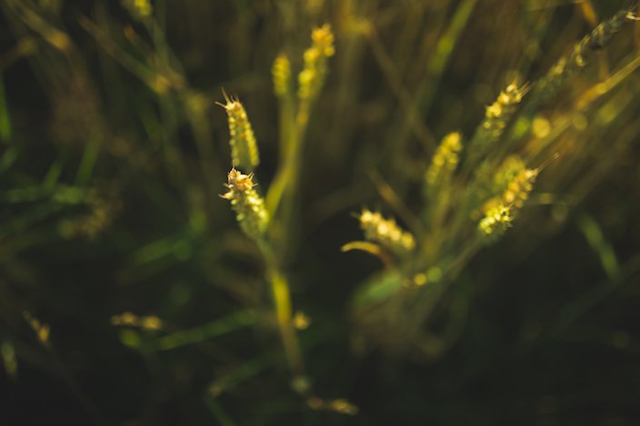 Wheat Stalk in sunlight