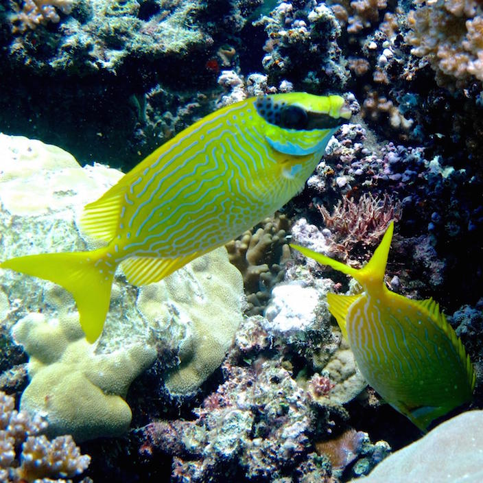 A rabbitfish stands guard while its mate forages for food. Credit: Jordan Casey