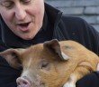 David Cameron with pig - HeadStuff.org