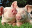 Pigs - HeadStuff.org