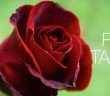 Raw Talent 16 - A Single Rose - HeadStuff.org