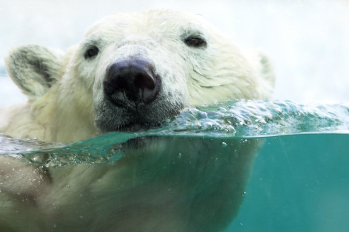 polar bear head swimming