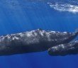 Sperm Whale Mother and Child