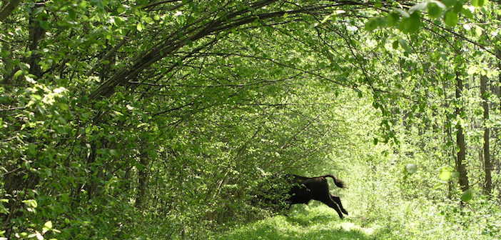 bison in Bialowieza forest