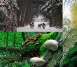 bialowieza forest