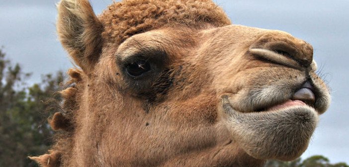 Camel's eyebrows - HeadStuff.org