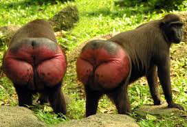 a baboon's arse
