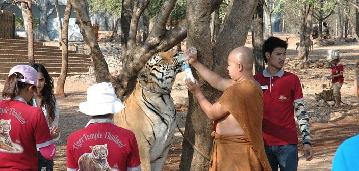 Tigers at tiger temple being fed