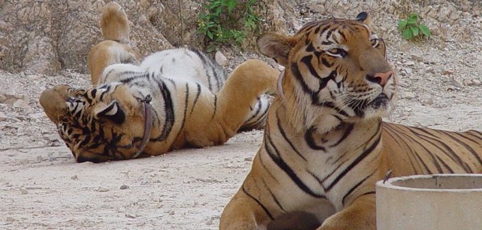 Tigers from Tiger Temple