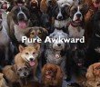 Pure Awkward - HeadStuff.org