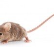 a singular mice
