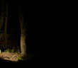 Forest 1 Lorraine Neeson - HeadStuff.org