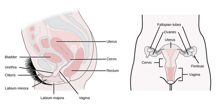 Female Reproductive System diagram
