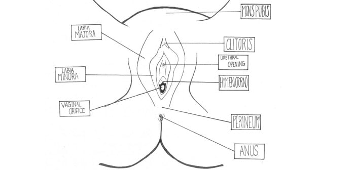 Black Pussy Diagram - What Biology Class Didn't Teach You About Owning A Vagina - HeadStuff