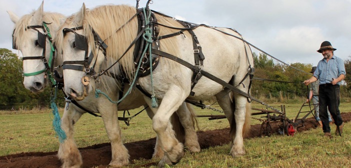 horses ploughing Cloughjordan
